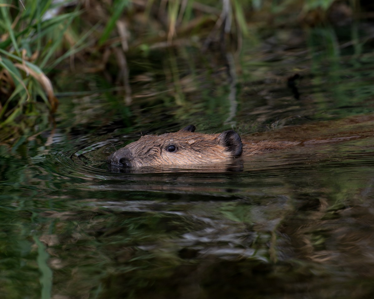 Coypu - ML648719445