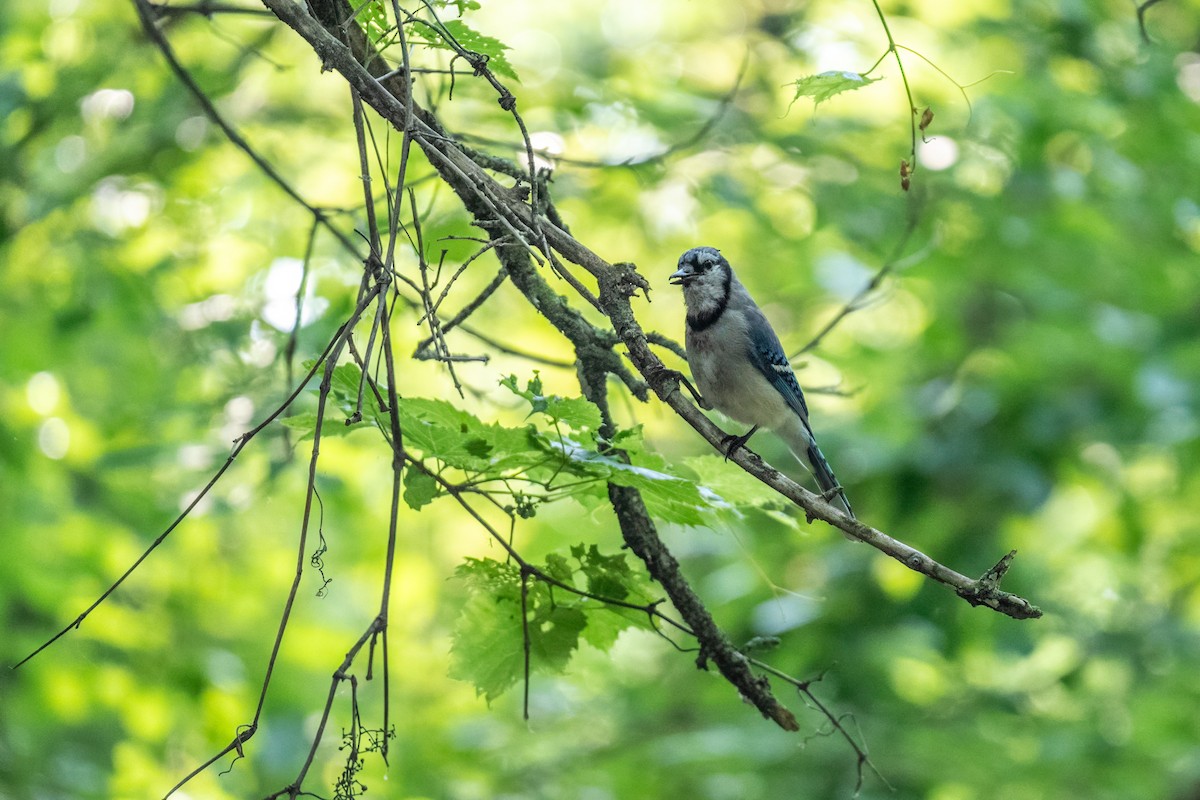 Geai bleu - ML648719688