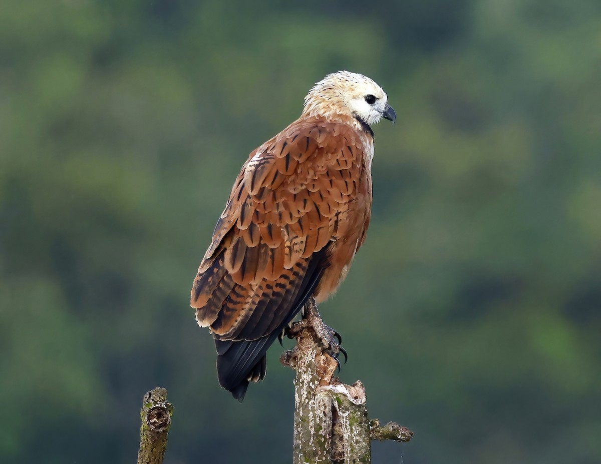 Black-collared Hawk - ML648719815