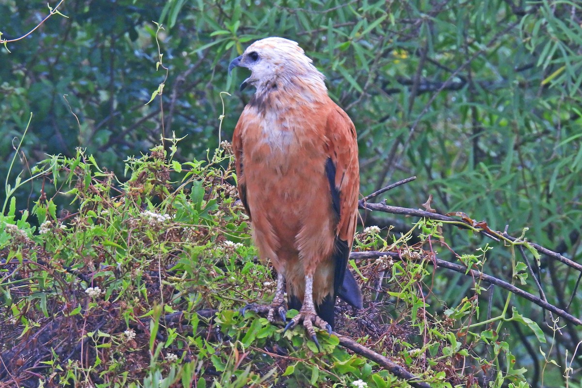Black-collared Hawk - ML648720109