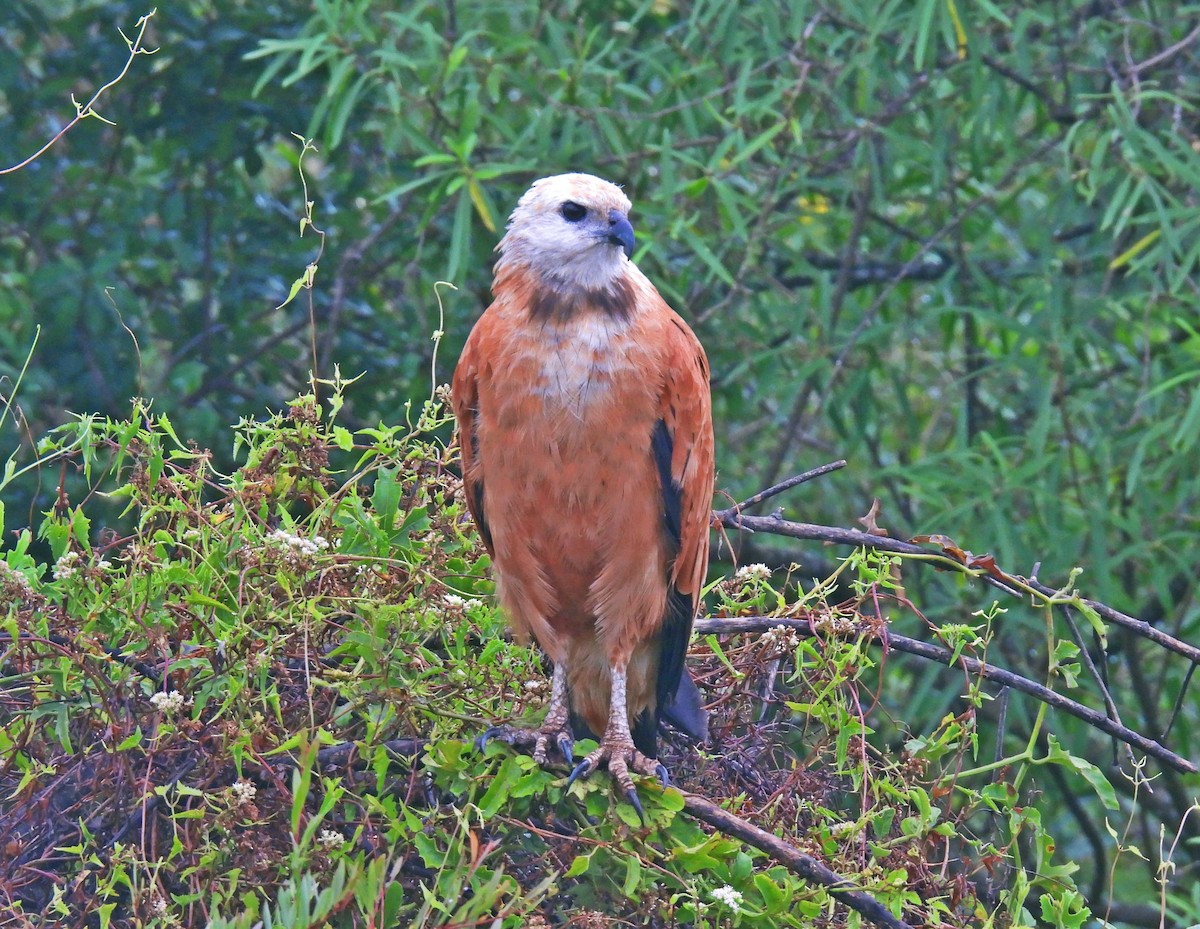 Black-collared Hawk - ML648720110