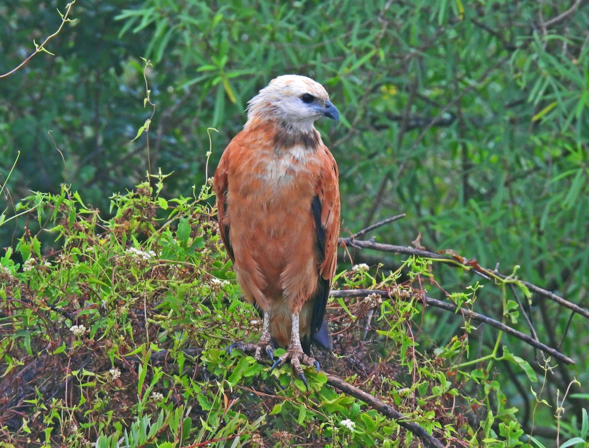 Black-collared Hawk - ML648720130