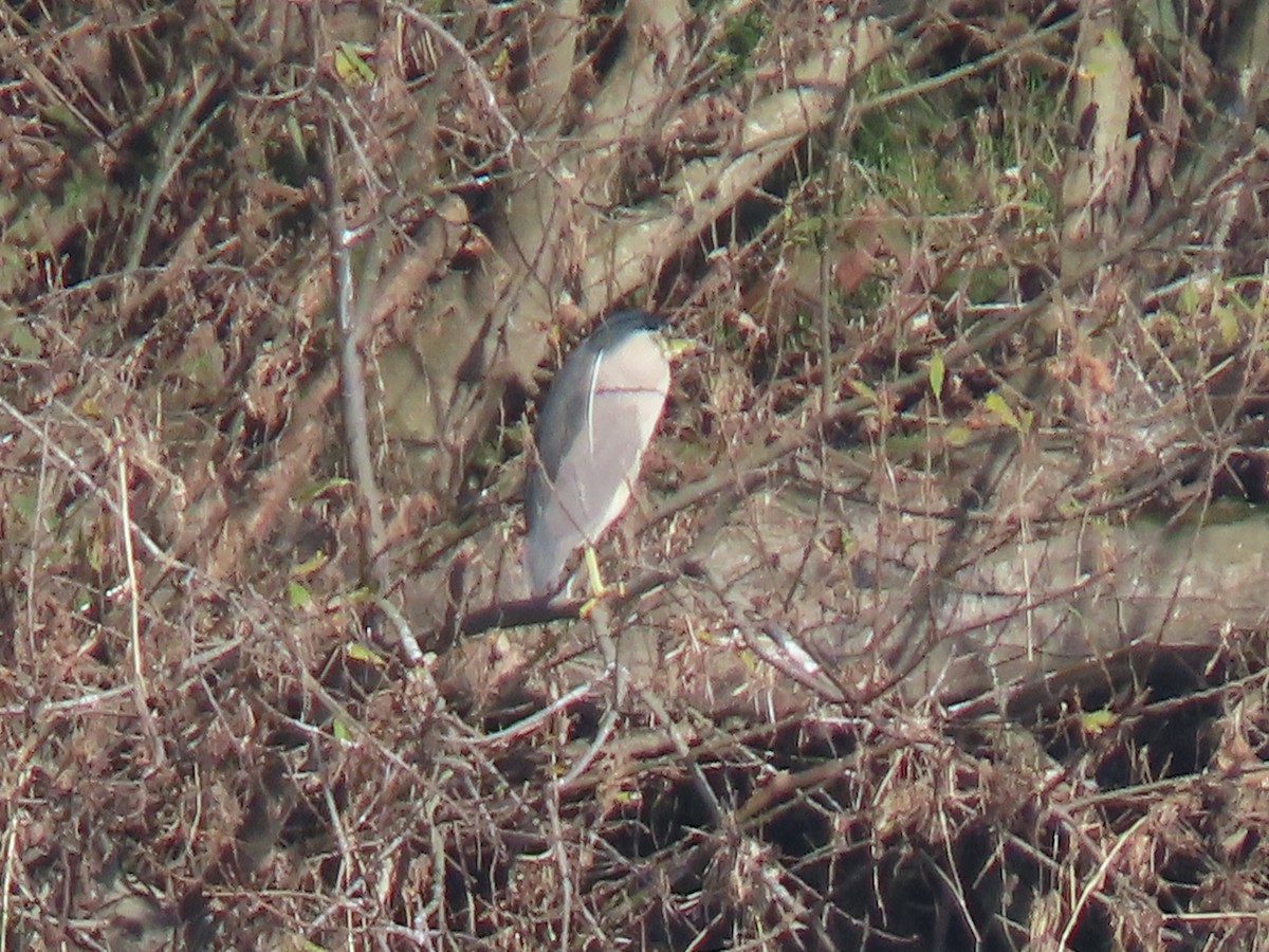 Black-crowned Night Heron - ML648720349