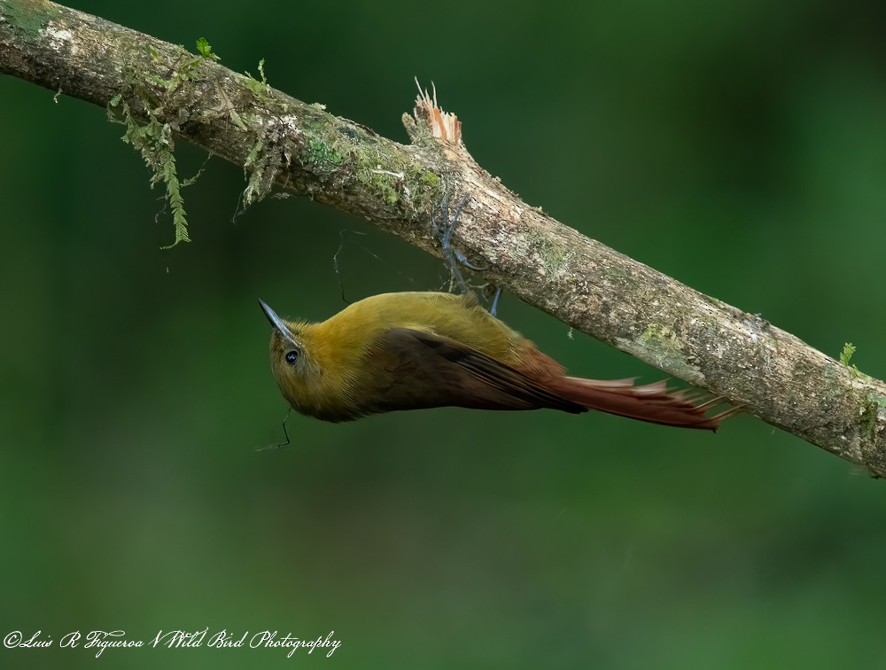 Grimpar fauvette - ML648720595