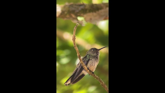 Scaly-breasted Hummingbird - ML648720762