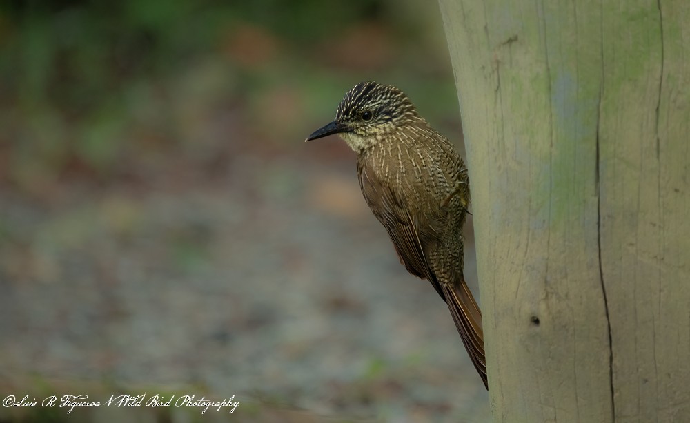 Grimpar des plateaux - ML648720808