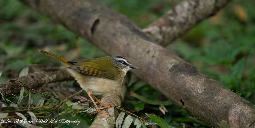 Paruline des rives - ML648720888