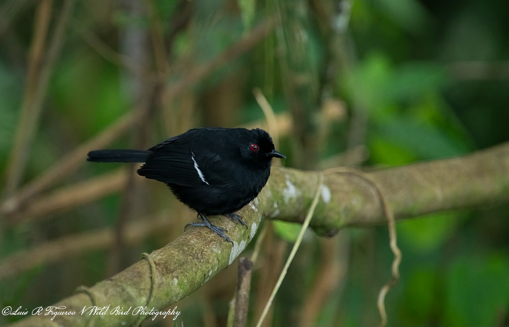 Alapi demoiselle - ML648720967