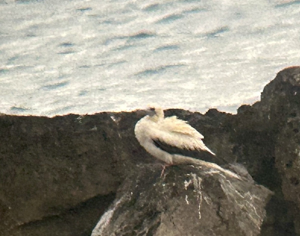 Красноногая олуша - ML648721187