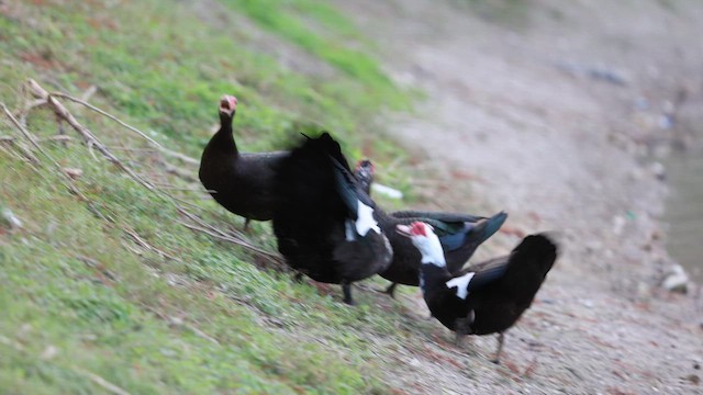 Anatra muta (domestica) - ML648721501