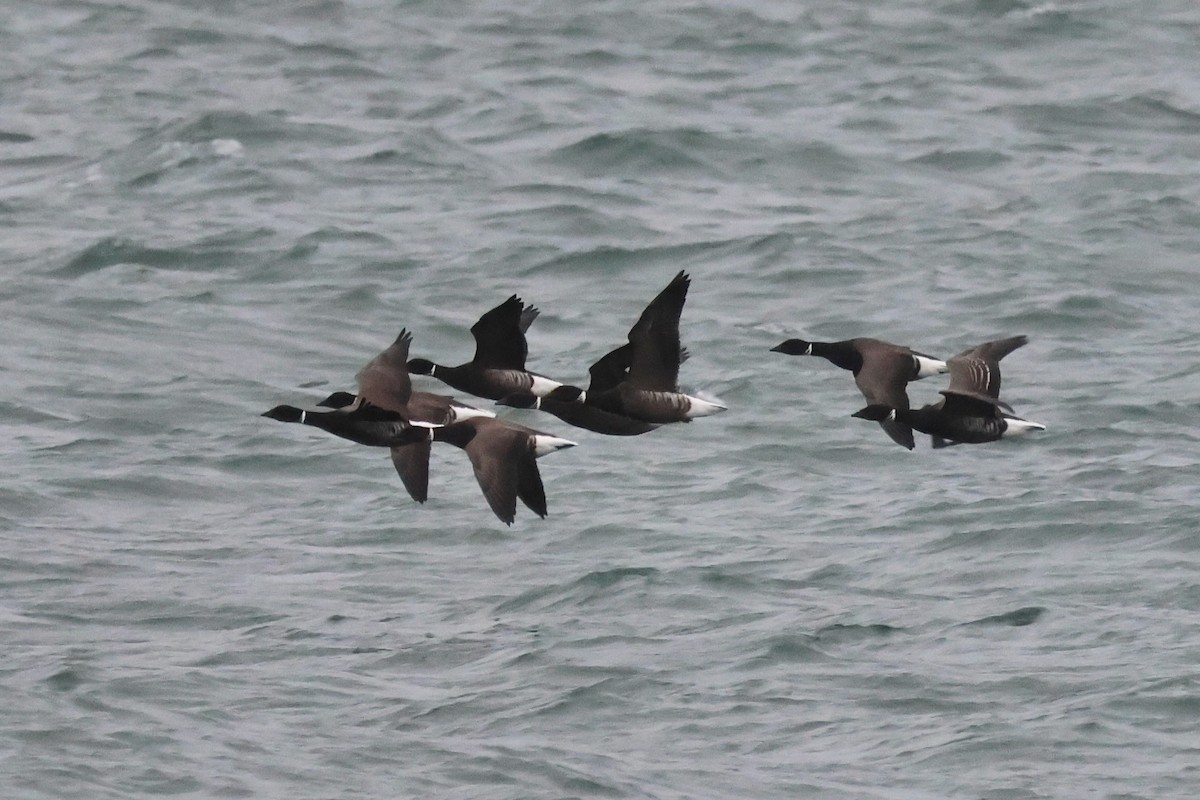 Brant - ML648722086