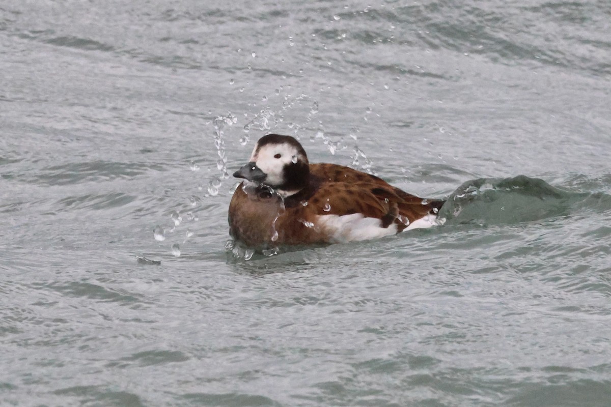 Long-tailed Duck - ML648722107