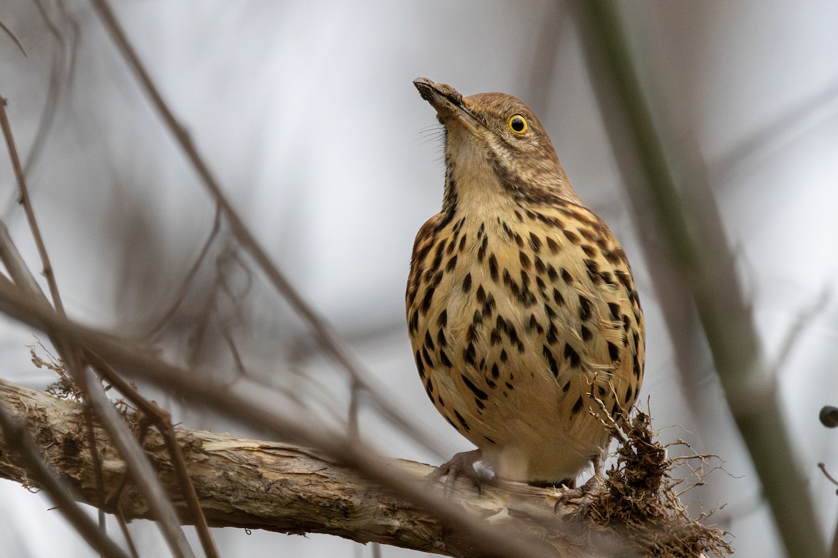 Brown Thrasher - ML648722249