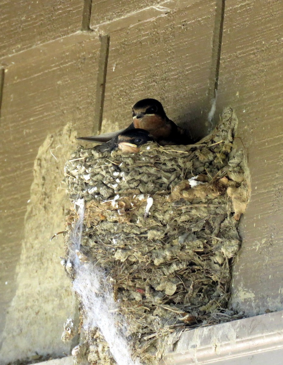 Barn Swallow - ML64872251