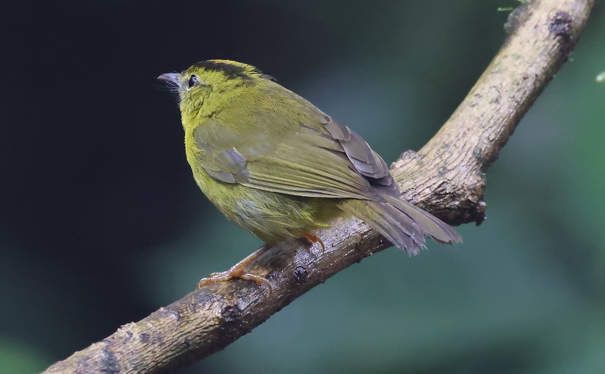 Chocówaldsänger - ML648722520