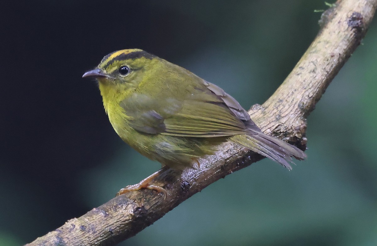 Chocówaldsänger - ML648722521