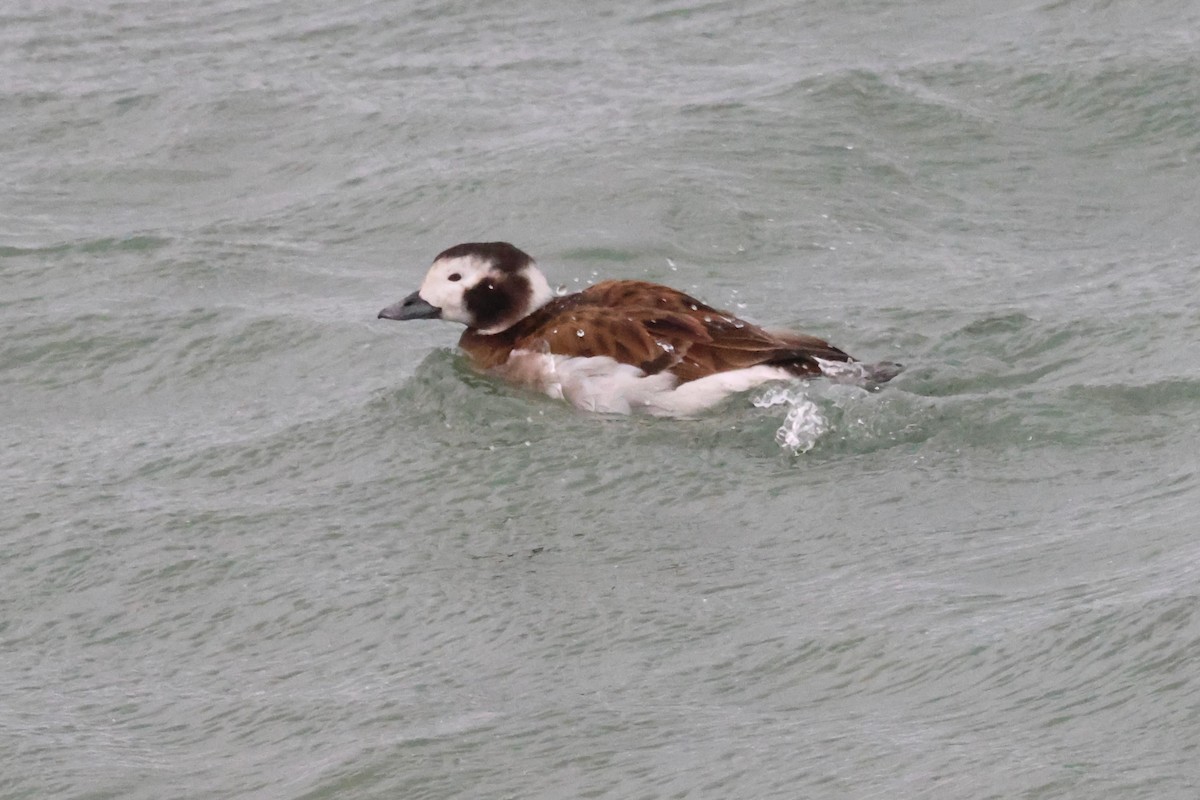 Long-tailed Duck - ML648722539