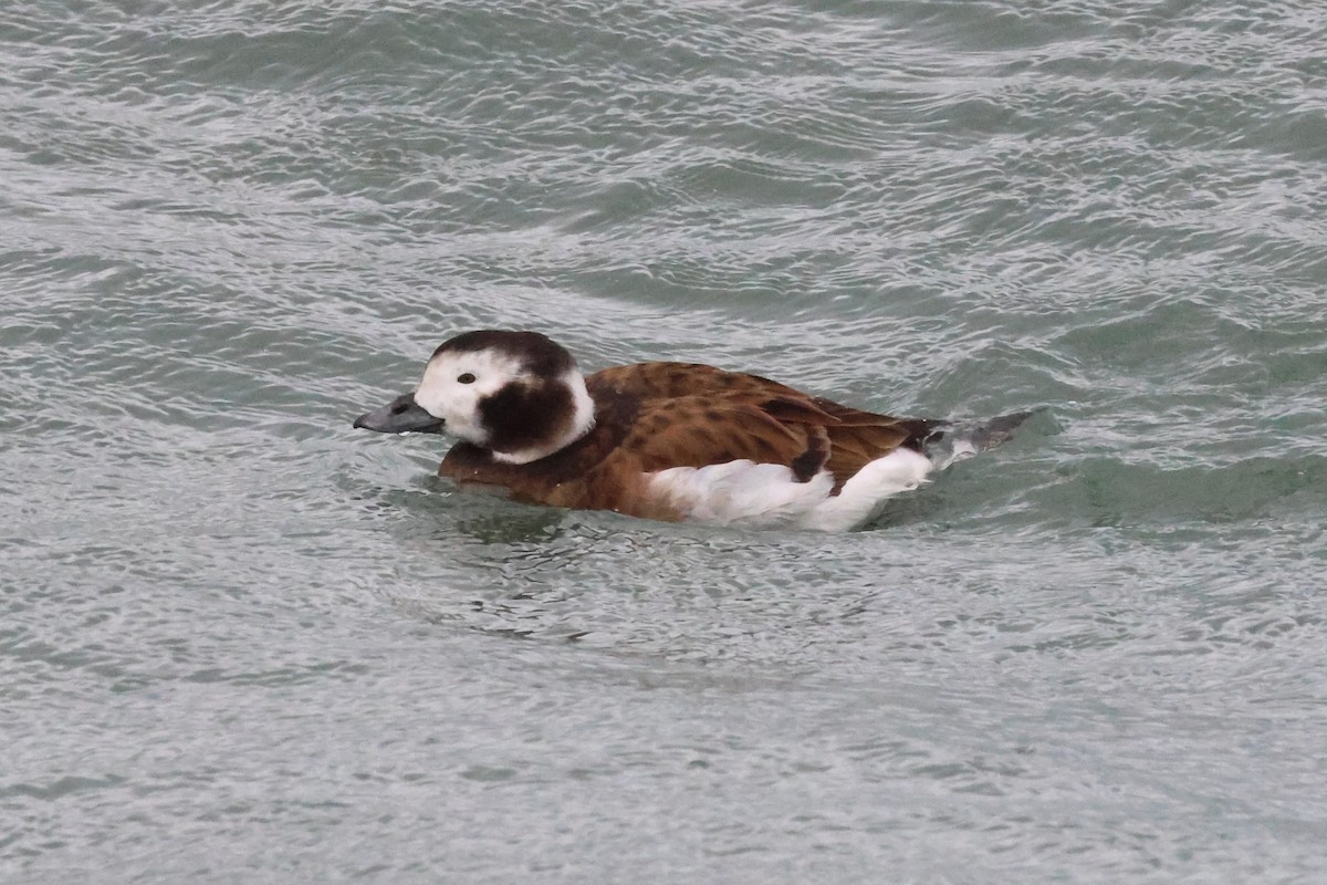 Long-tailed Duck - ML648722540
