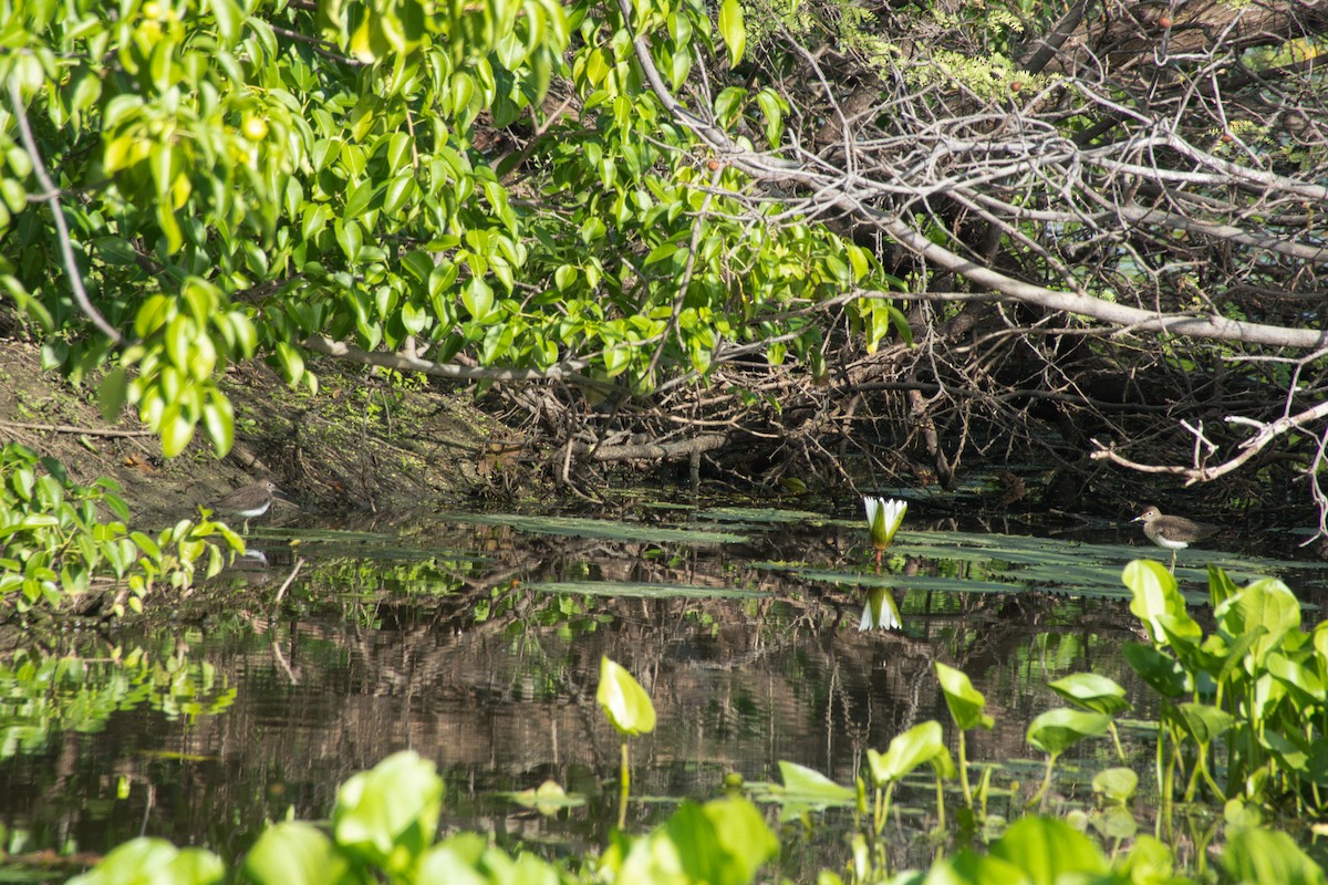 コシグロクサシギ - ML648722786