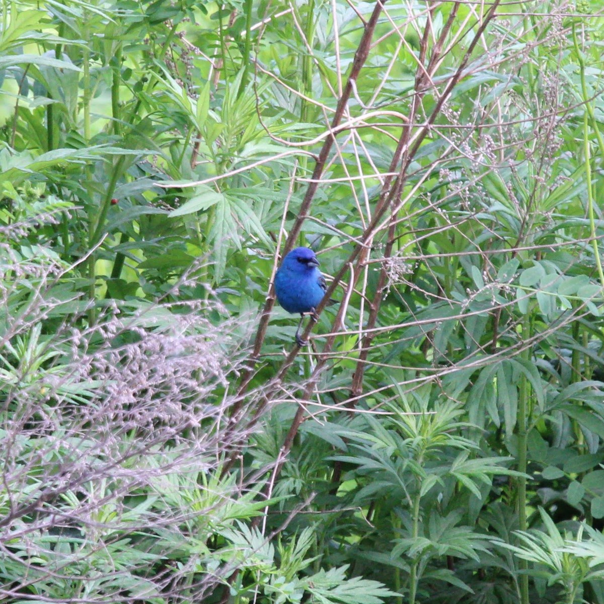 Индиговый колорин - ML648722863