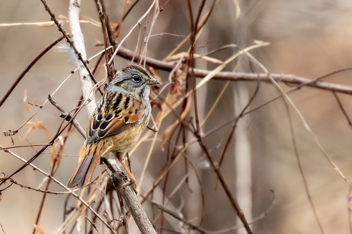 Swamp Sparrow - ML648722985