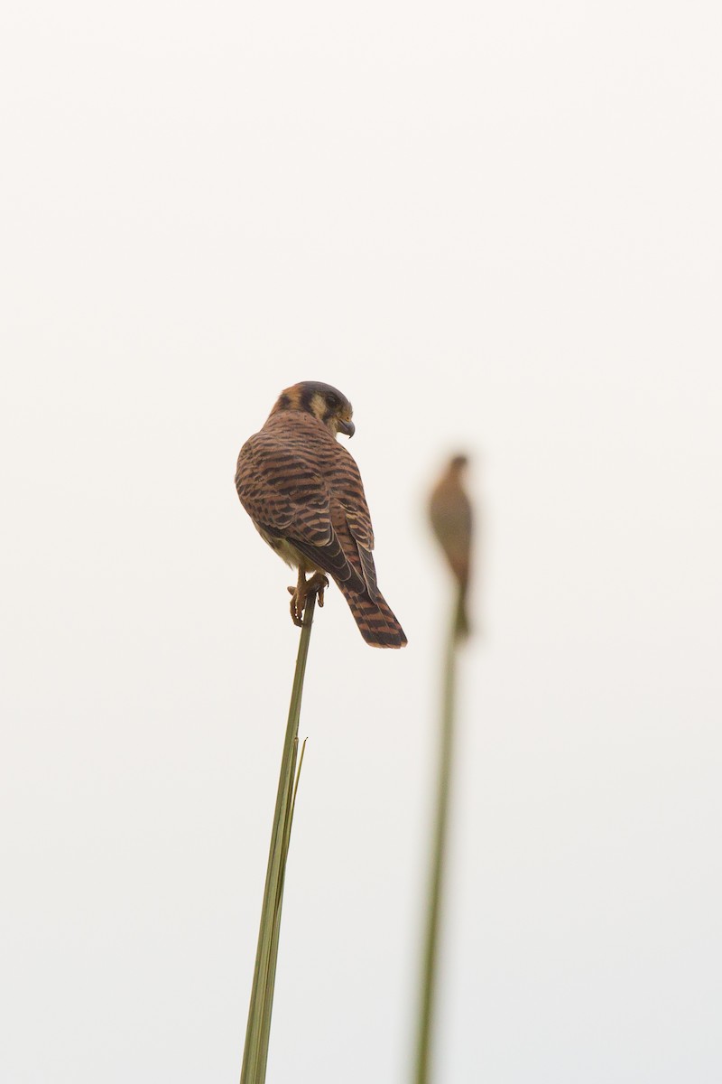 poštolka pestrá (ssp. caribaearum) - ML648723230