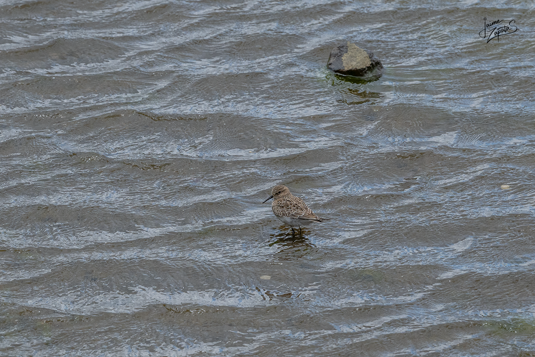 コシグロクサシギ - ML648723242