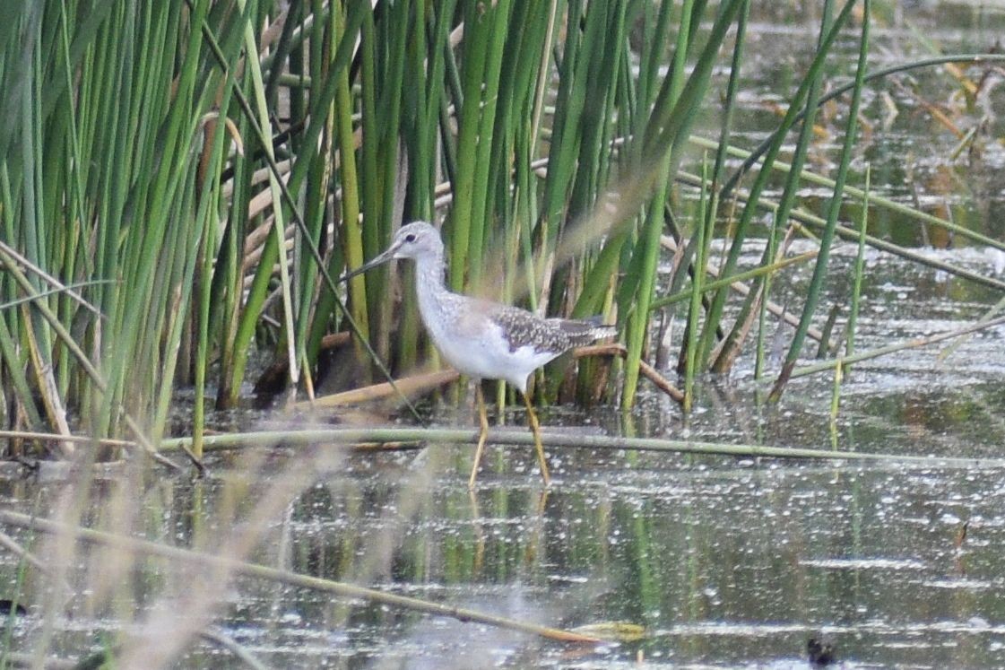 vodouš velký - ML648723438