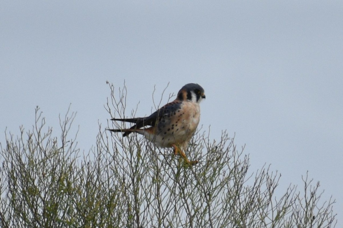 poštolka pestrá - ML648723468