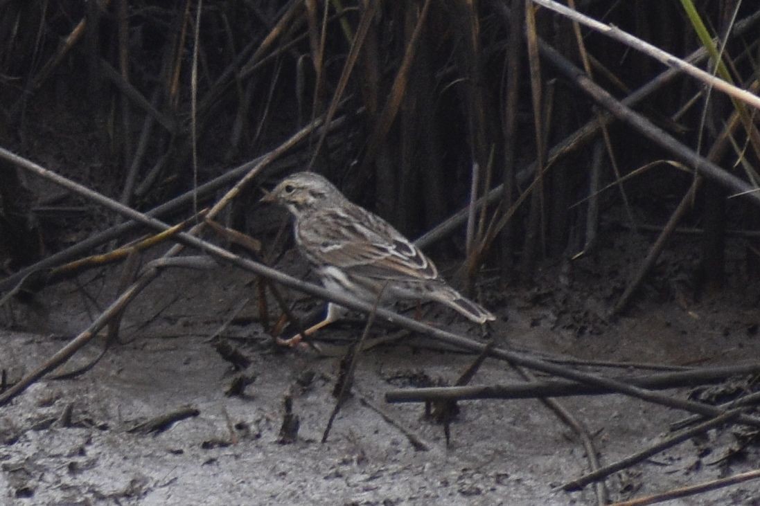 strnadec luční - ML648723474