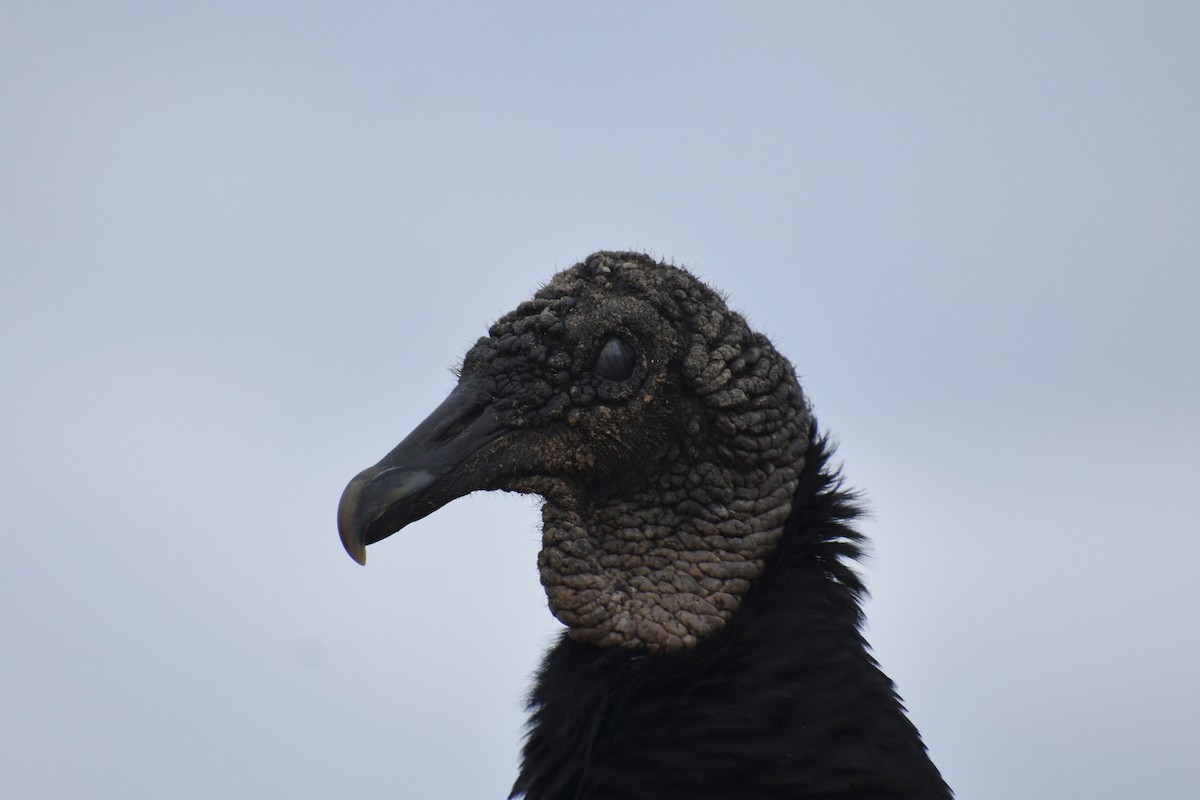 kondor havranovitý - ML648723506