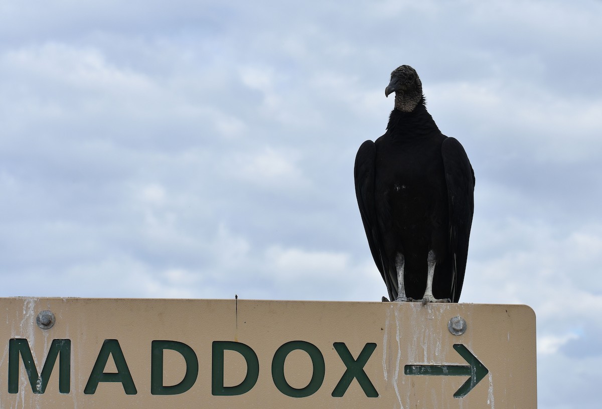 kondor havranovitý - ML648723510