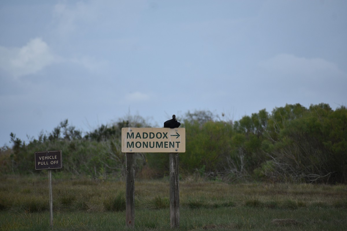 kondor havranovitý - ML648723514