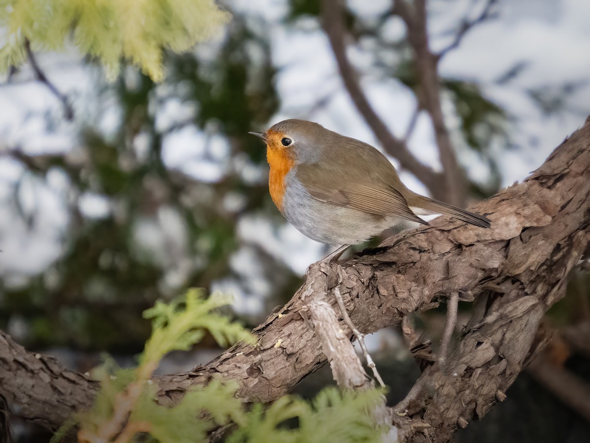 ML648723595 - European Robin - Macaulay Library