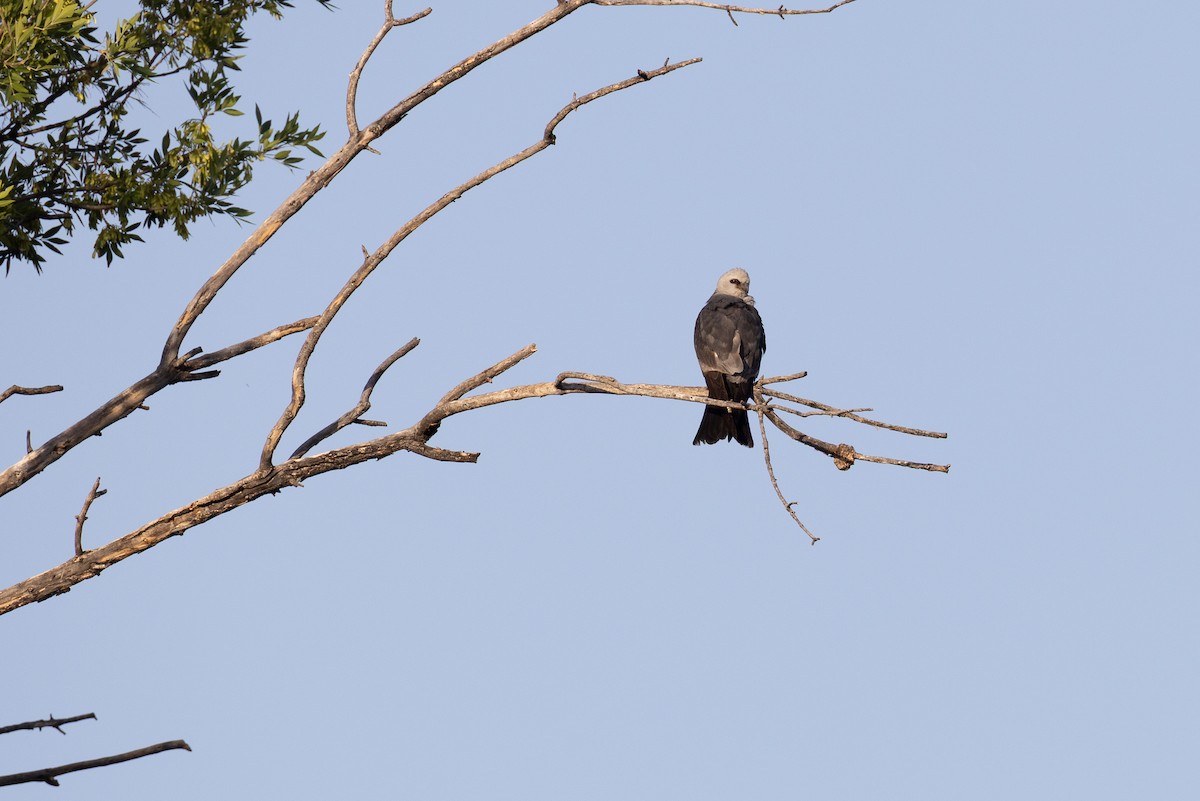 Mississippi Kite - ML648723792