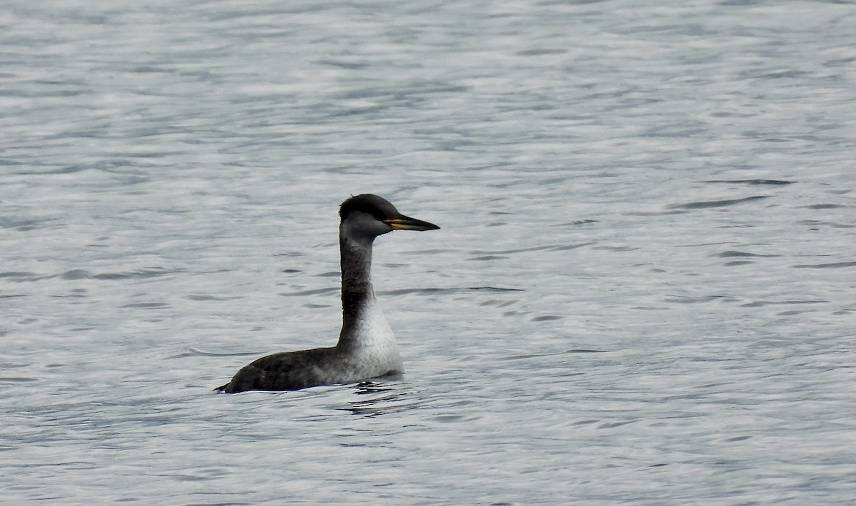 Somormujo Cuellirrojo - ML648723816