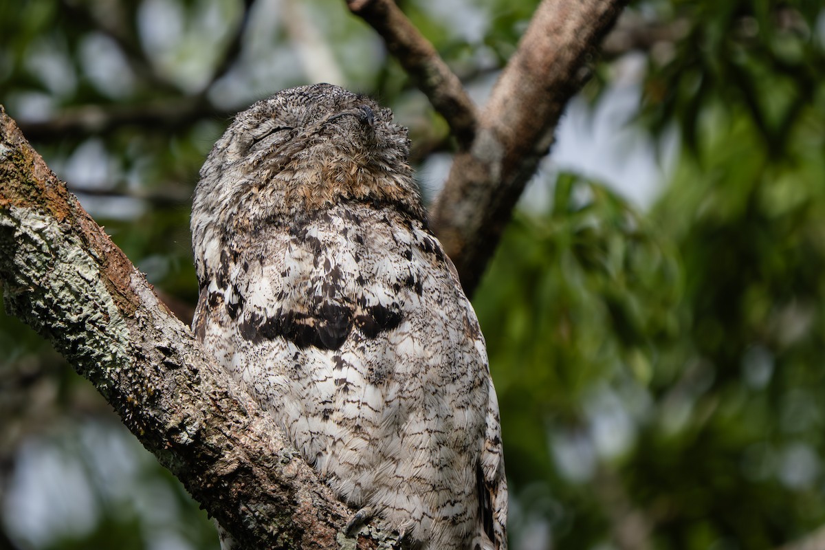 Исполинский уратао - ML648723921