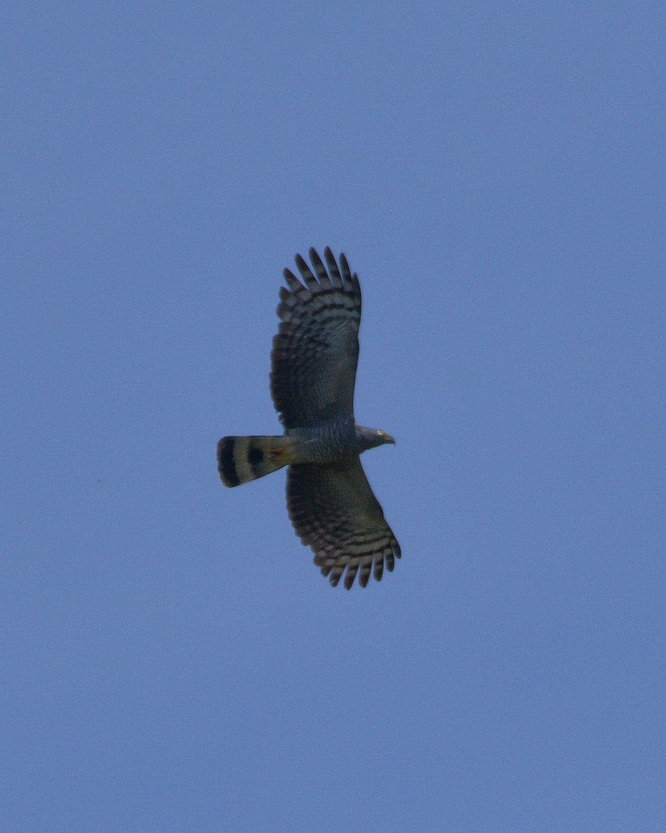 Hook-billed Kite - ML648724354