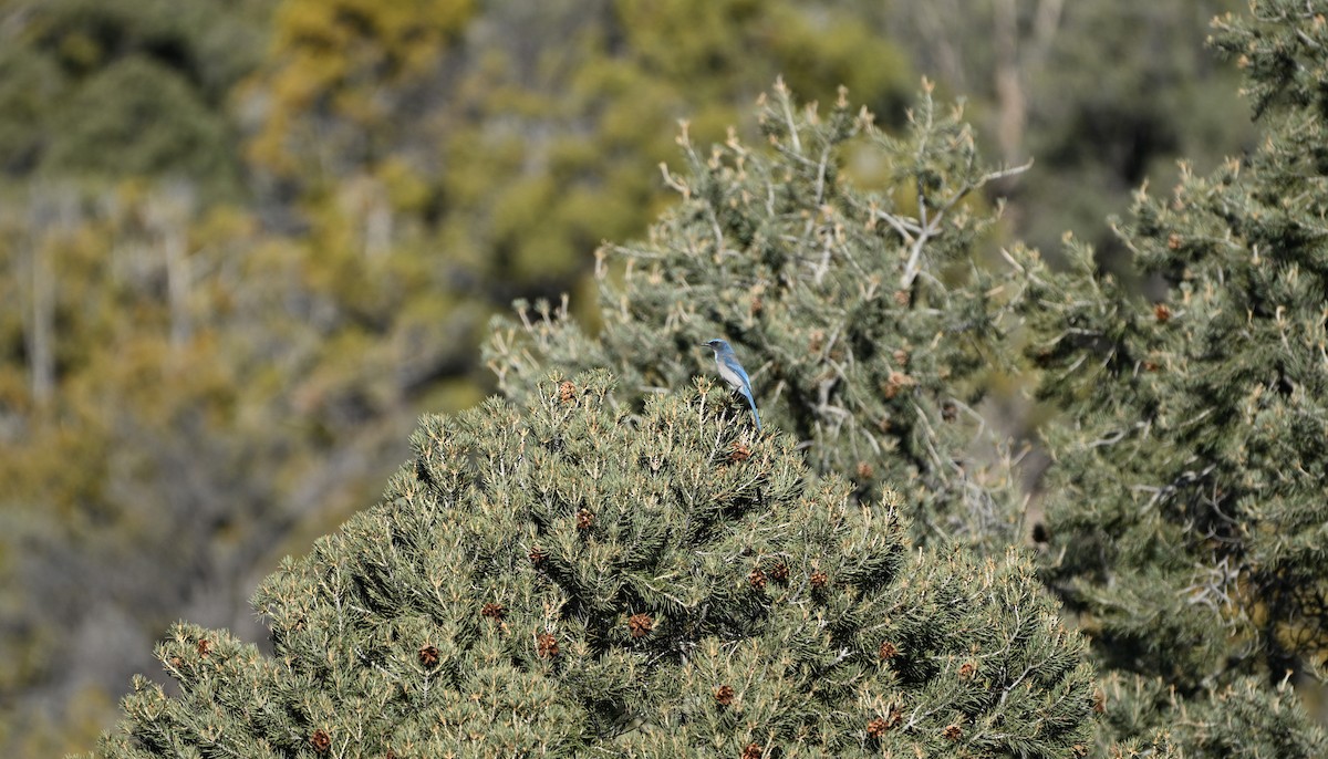 Chara de Woodhouse - ML648724625