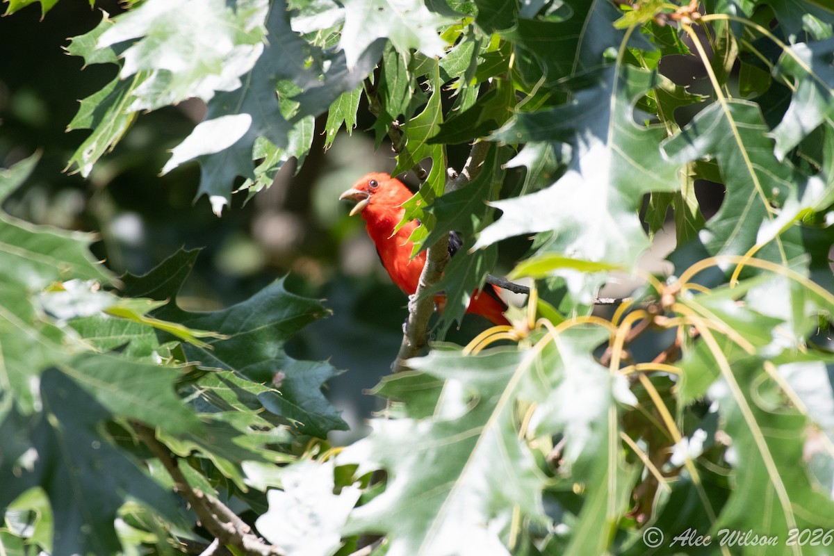 Scarlet Tanager - ML648724814