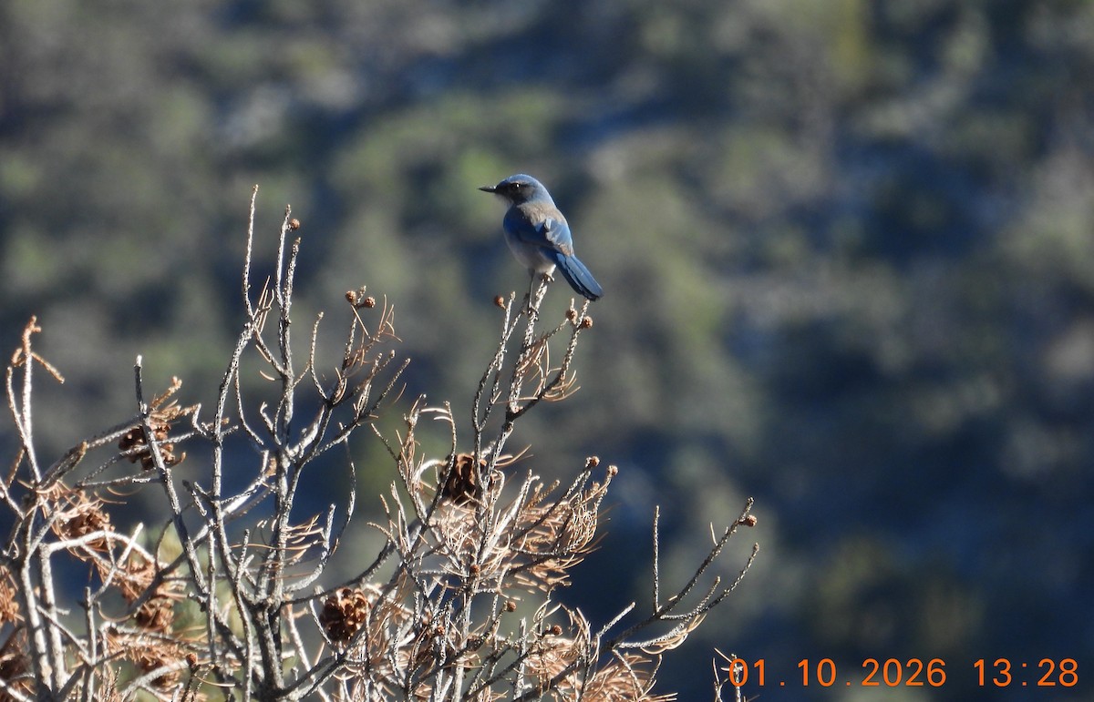 Chara de Woodhouse - ML648724872