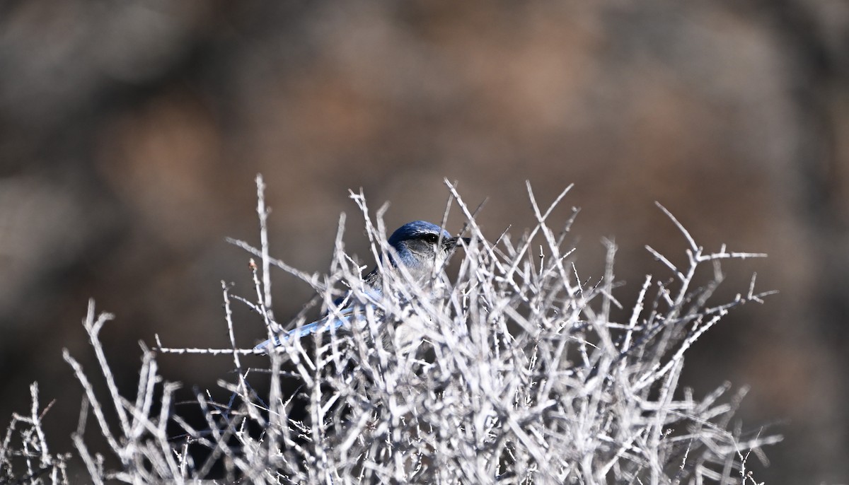 Chara de Woodhouse - ML648724875