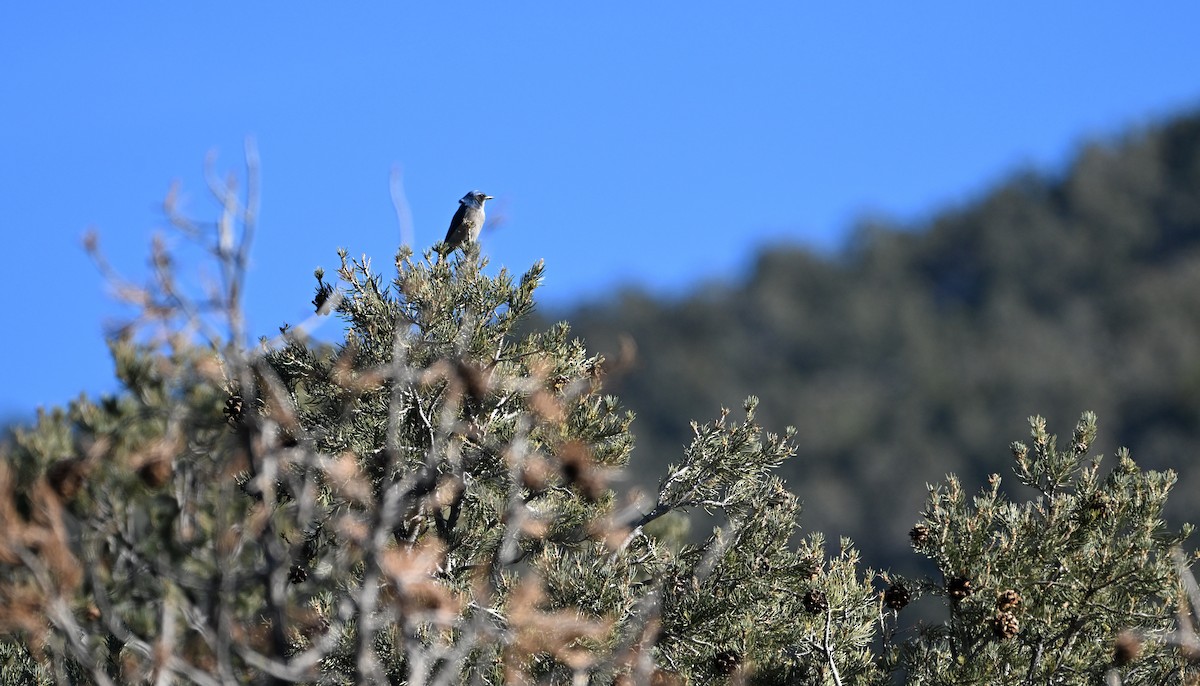 Chara de Woodhouse - ML648724881