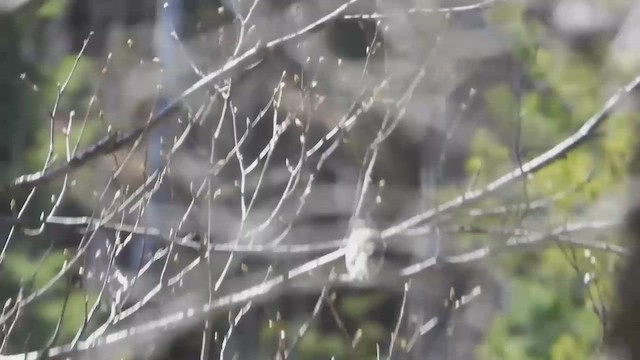 Blue-headed Vireo - ML648724892