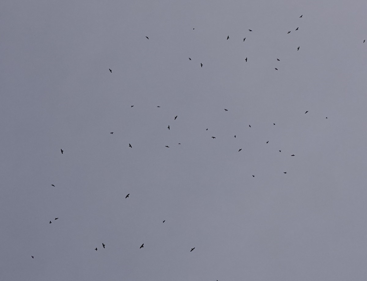 Chihuahuan Raven - ML648725124