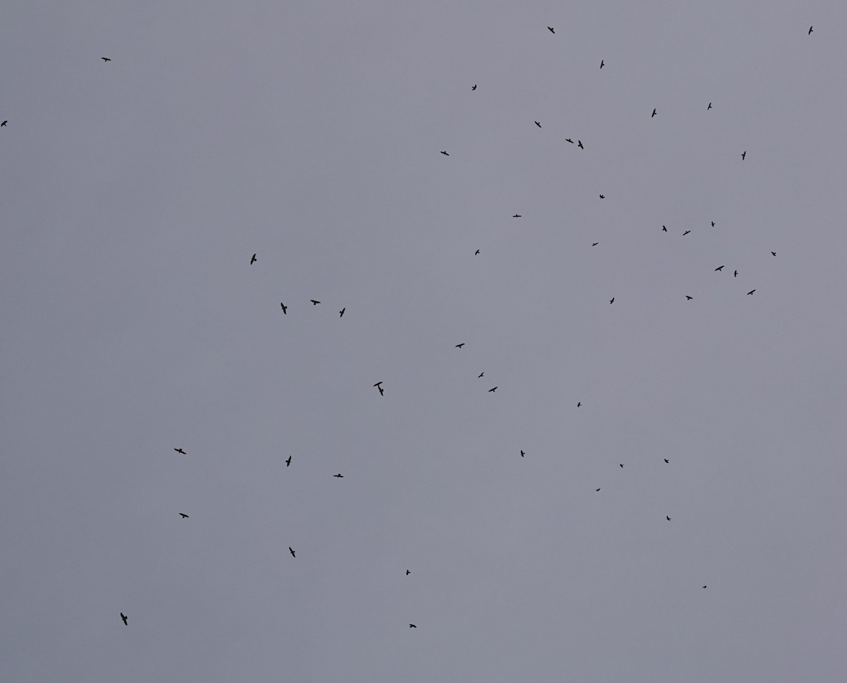 Chihuahuan Raven - ML648725125