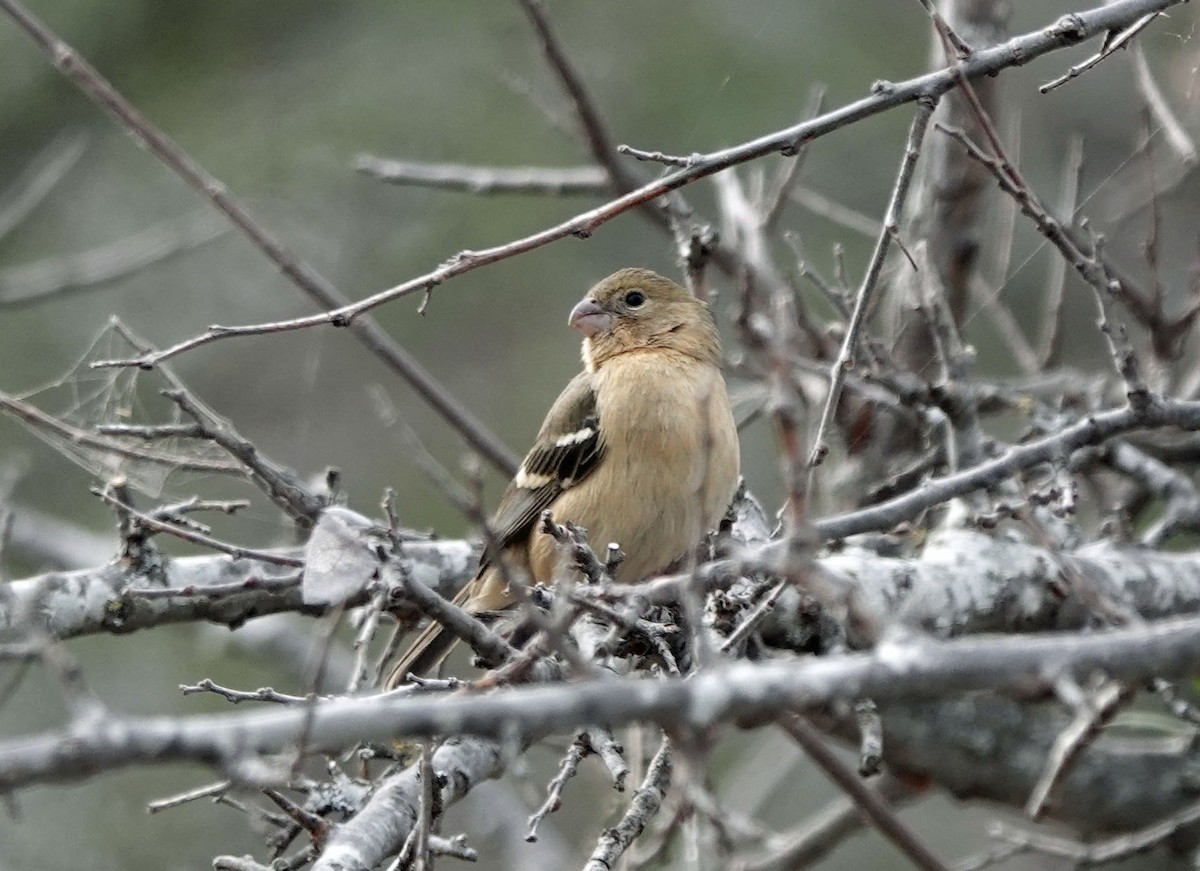 Morelet's Seedeater - ML648725145