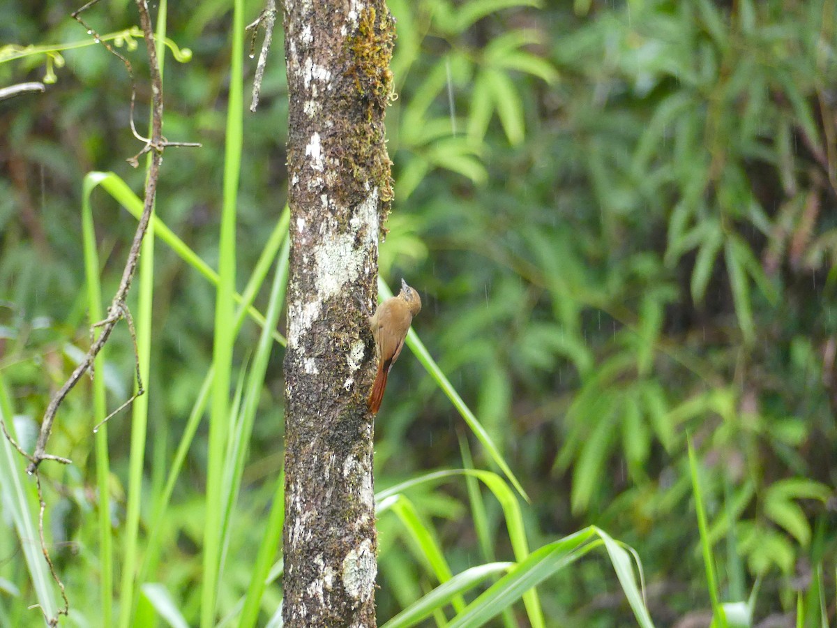 Wedge-billed Woodcreeper - ML648725315
