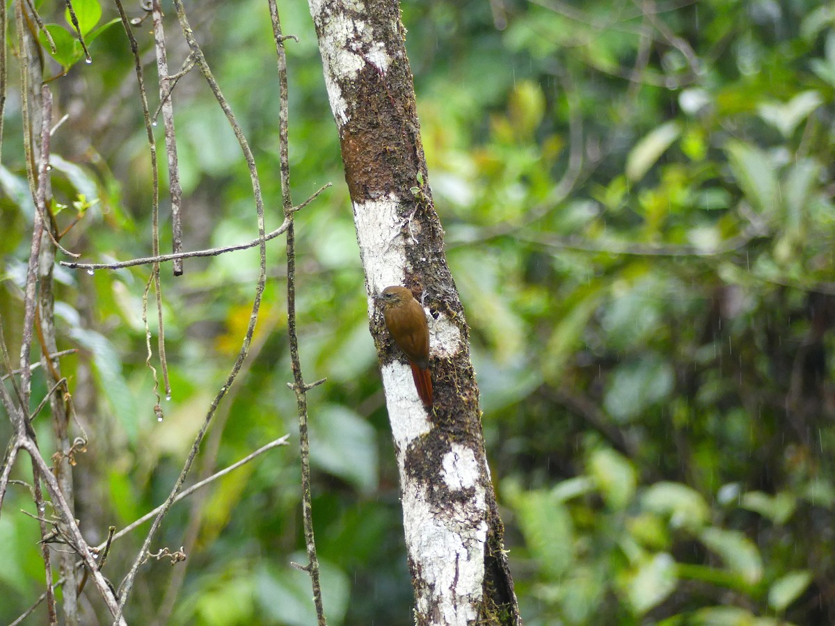 Wedge-billed Woodcreeper - ML648725316