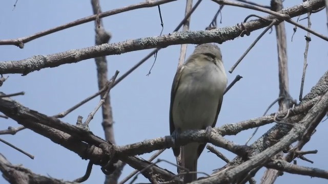 Eastern Warbling Vireo - ML648725317
